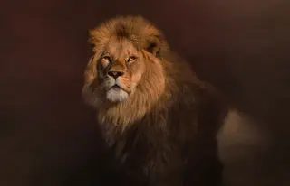 Majestic lion looking at camera