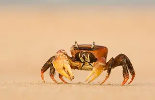 Ghost Crab On The Beach At Lamu Island 