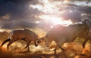 Bull and ram fighting in dusty field